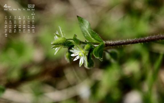 2018年4月清新护眼花草日历