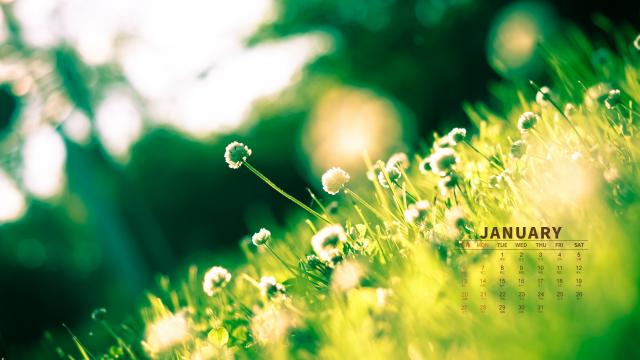 2019年1月生物圈中的绿色植物日历