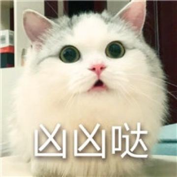 各种萌样儿的小猫