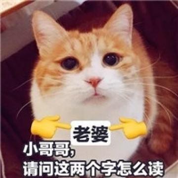 小小猫咪太有趣