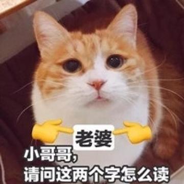 逗比搞笑的猫咪