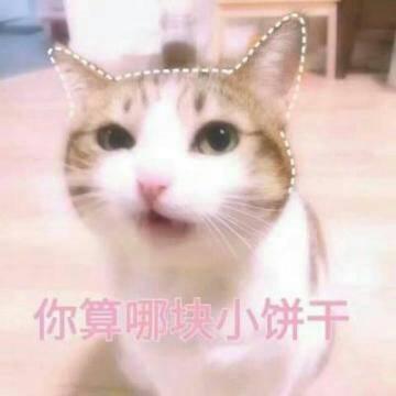 猫咪带字头像