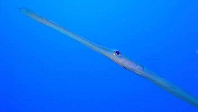 海底野生鱼类