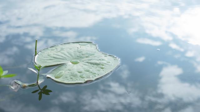 一片荷叶独自飘