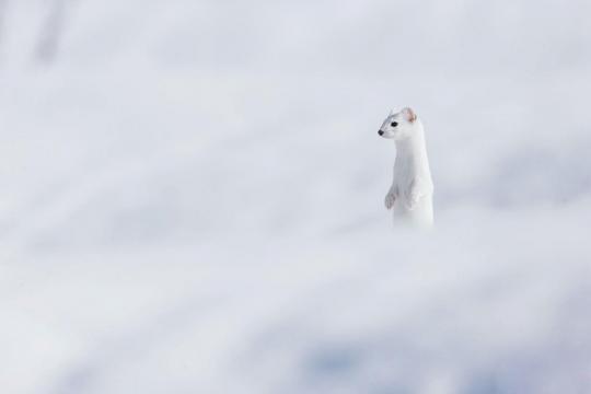 一只通体雪白的鼬鼠站在雪地里瞭望