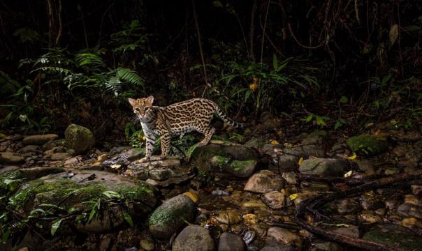 午夜徘徊的虎猫