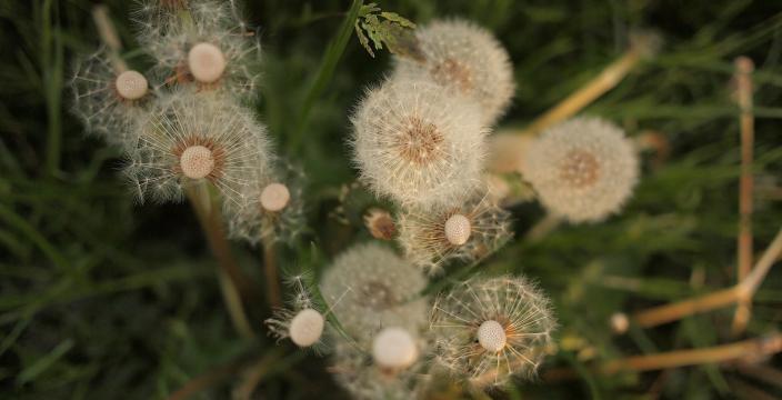 朵朵小花儿香气馥郁