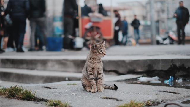 忧郁的猫