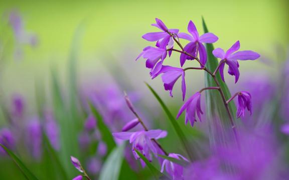 紫色白芨花