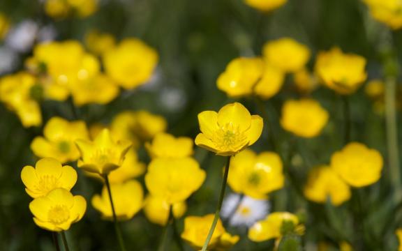 黄色毛茛花