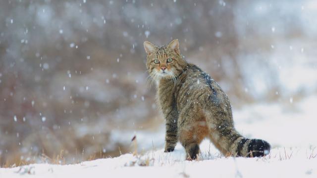 欧洲野猫