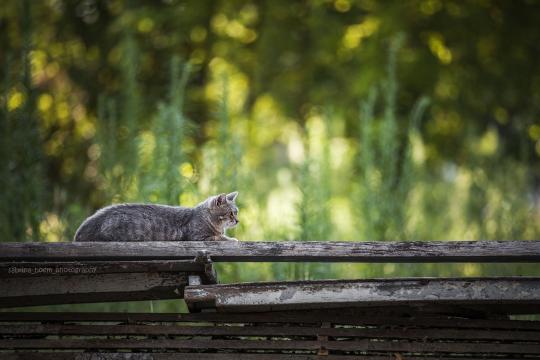 虎斑猫