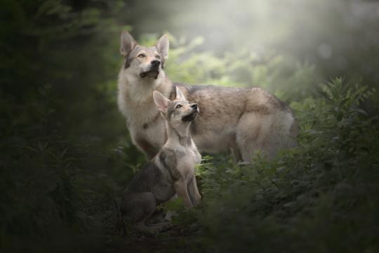 捷克狼犬