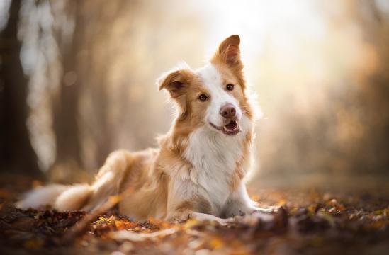 尽情享受秋意的边境牧羊犬