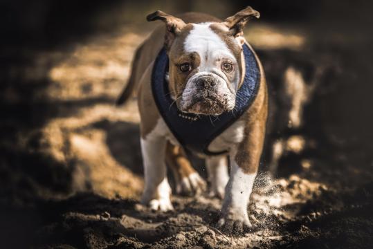 眼中泛泪的斗牛犬