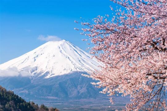 富士山樱花