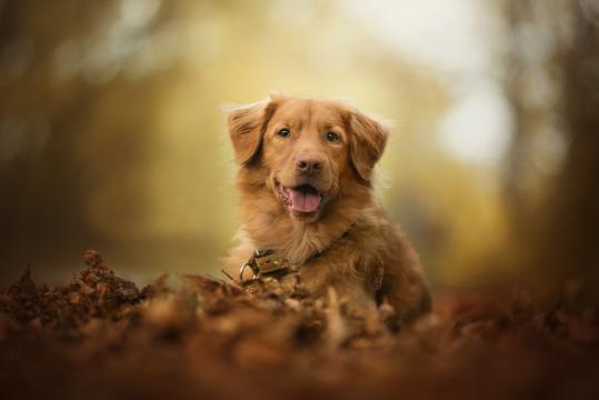 温顺的金毛犬