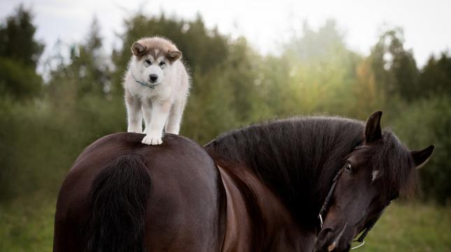 西伯利亚雪橇犬