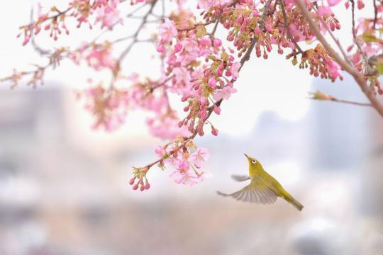 花香鸟语