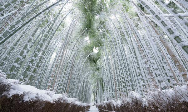 雪覆竹林