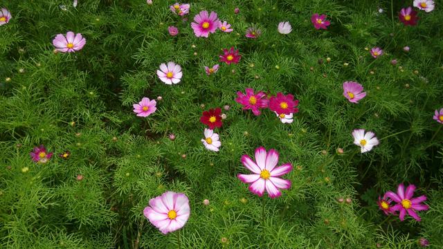 格桑花