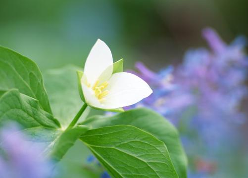 繁花似锦