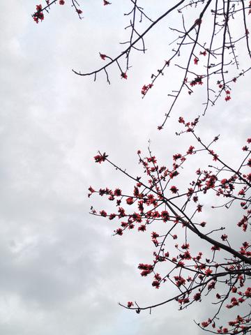 木棉花树