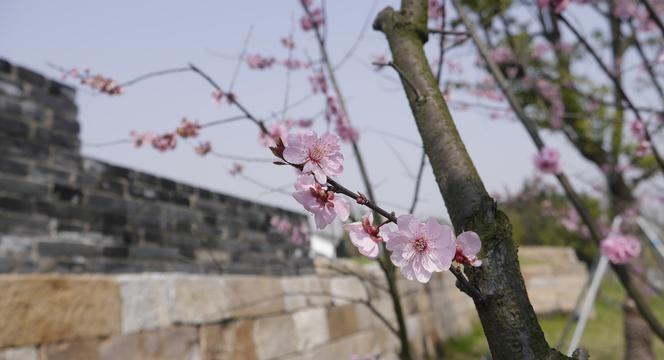 盛开的梅花