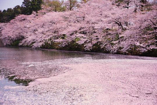 粉色浪漫樱花