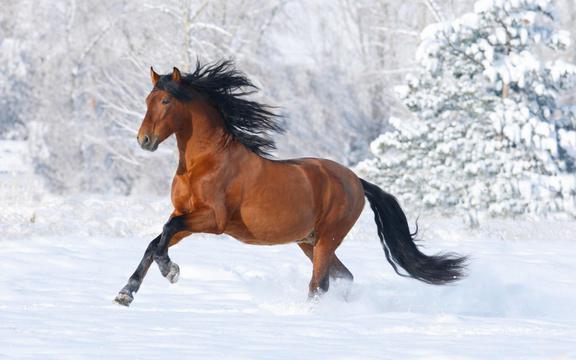 雪地里奔腾的骏马