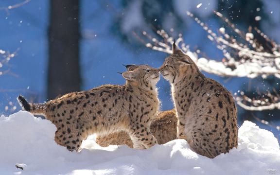 雪地里的亲密的野猫一家