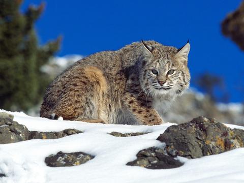 雪地里的野猫