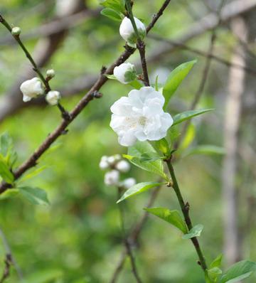 三月里的桃花