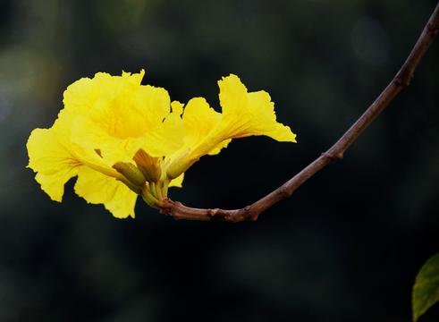 黄花风铃木