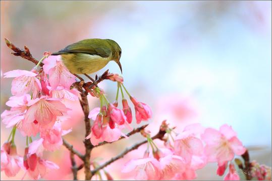 太阳鸟赏花