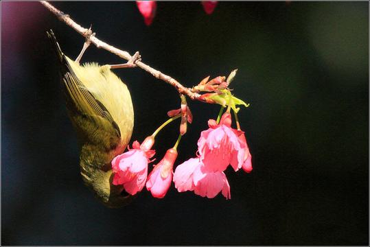 花上枝头