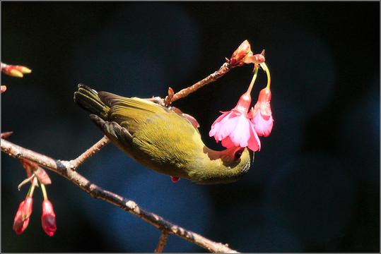 采花蜜的太阳鸟