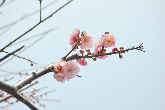 枝头梅花