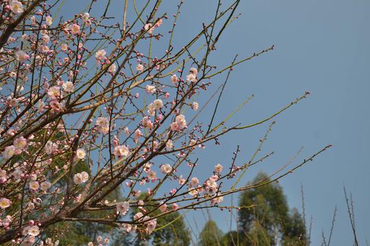 梅花颂