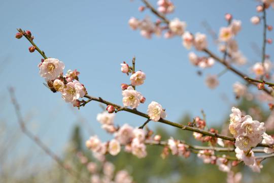 朵朵梅花