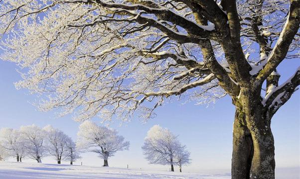 雪地树木