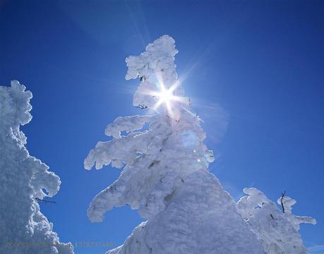 被雪包着的松树