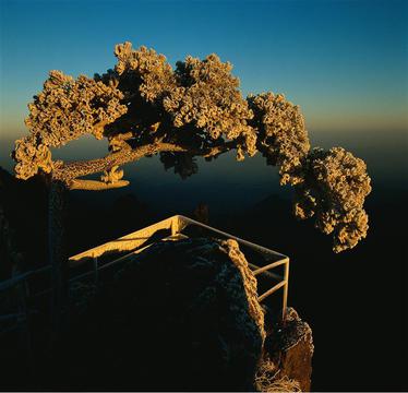 夕阳下的松柏