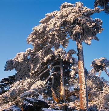 雪天里的松树