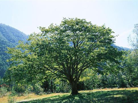 山坡上的树