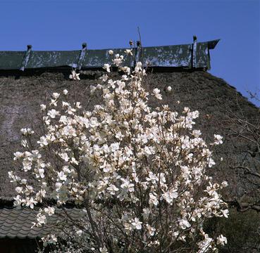 丁香花树