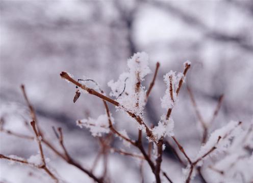 灌木上的雪花