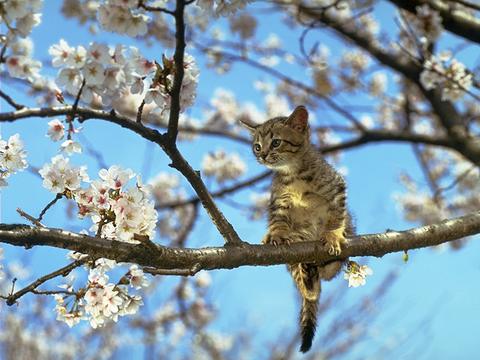 猫头鹰