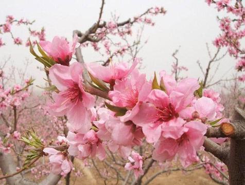 粉色海棠花