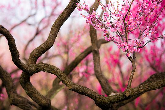 美丽的梅花